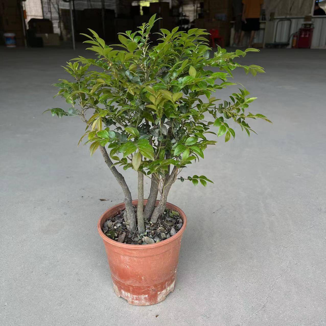 小叶多杆紫檀 花卉盆景树桩黑骨茶室内盆景盆栽观赏四季常青