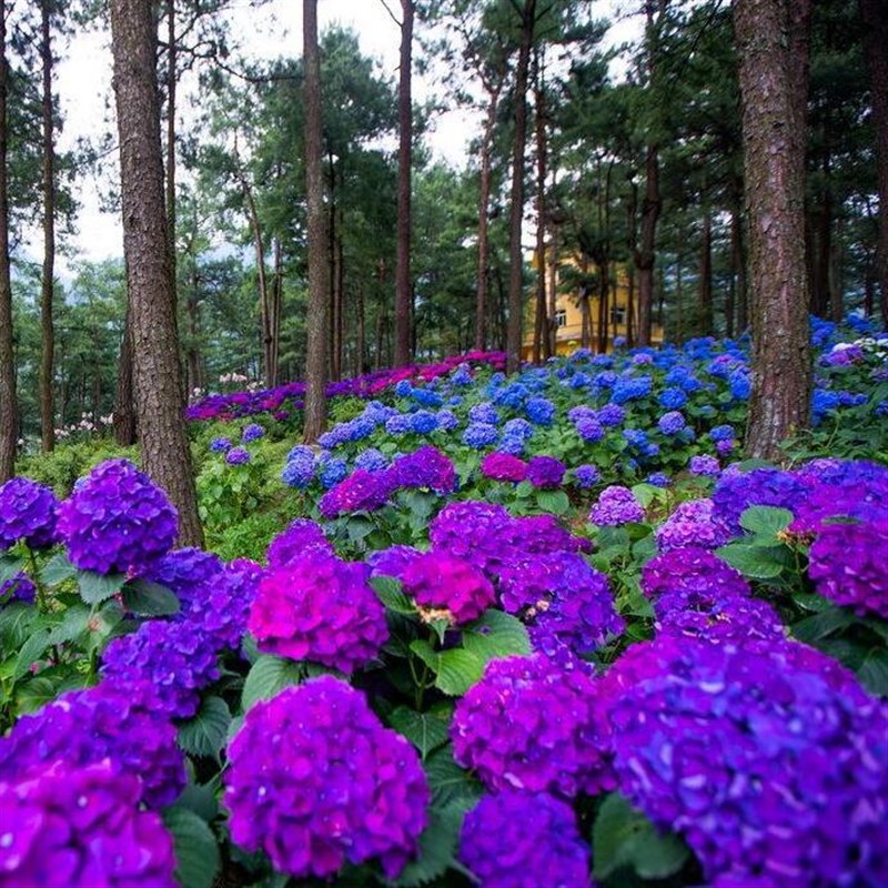 无尽夏绣球花苗12年老桩大花绣球盆栽耐寒花园庭院地栽花好养绿植