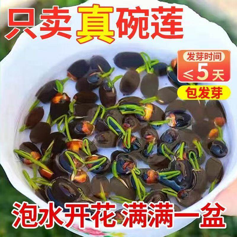 正品碗莲种子已开口四季播种水培荷花种子室内阳台盆栽睡莲花种子