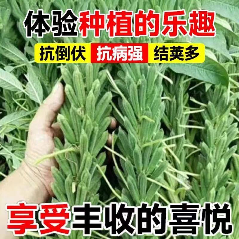 农科院非转基因高产黑芝麻种子