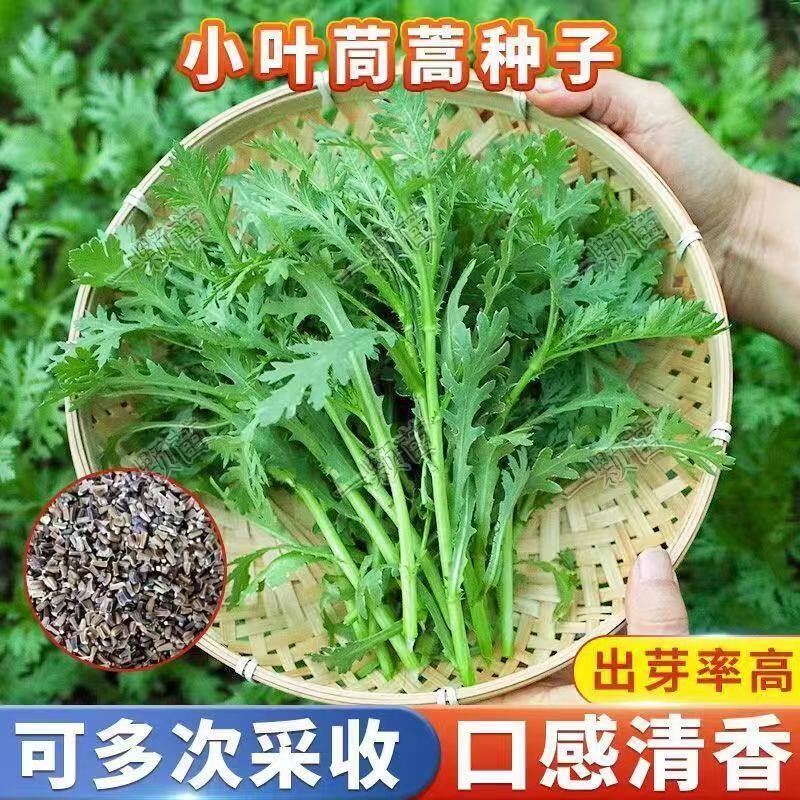 小叶茼蒿种子大全农家茼蒿种籽菜籽四季皇帝菜种苗青菜蔬菜新种孑