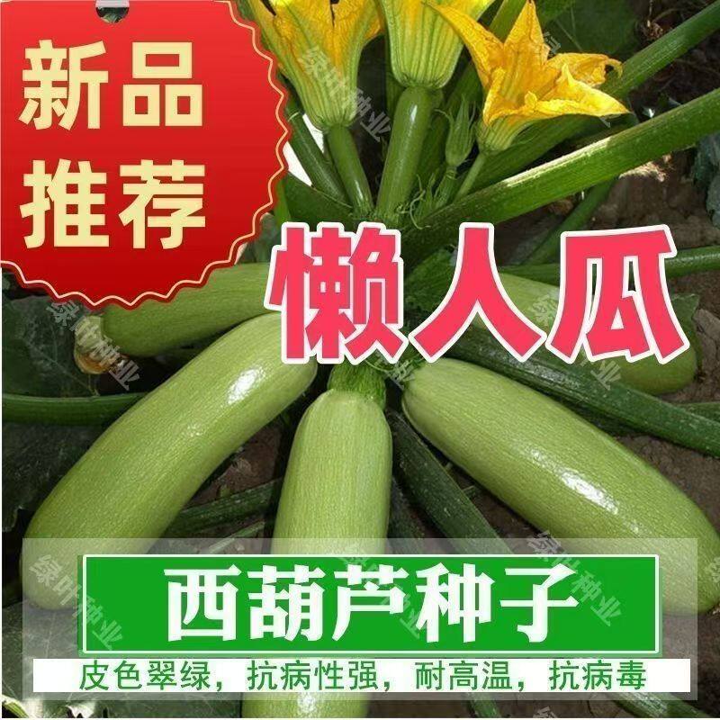 正品西葫芦种子耐寒抗病高产