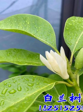 盆栽白兰c花树苗黄桷兰花别墅庭院室内大型花卉四季常青浓香风景