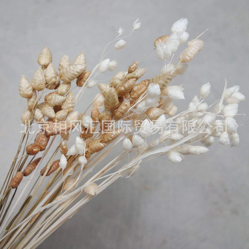 【蚕草】进口干花干草干叶甲壳虫草凌风草家居装饰节日礼品道具