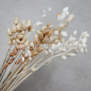 【蚕草】进口干花干草干叶甲壳虫草凌风草家居装饰节日礼品道具