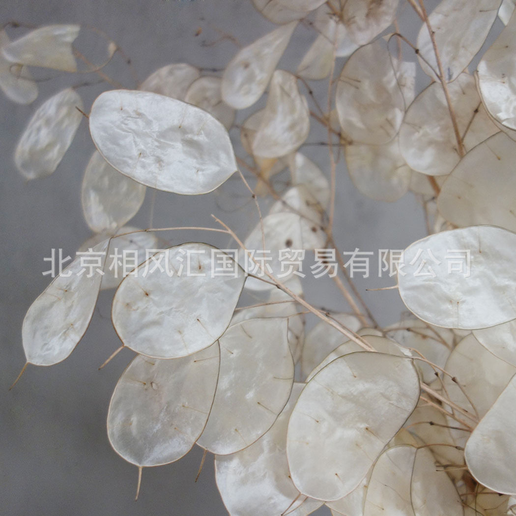 【银扇叶】进口干花银扇草银币叶金钱花大金币诚实花天然植物装饰