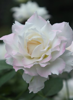 绿园美植  乐i柏 河本灌木月季白色浓香仙气勤花庭院阳台盆栽花