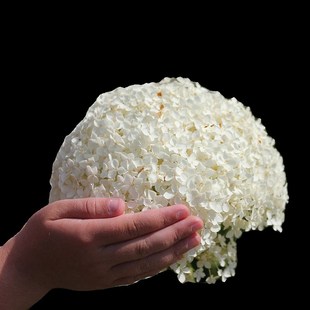 小鼹鼠园艺家耐寒l乔木绣球花苗无敌安娜贝拉花超大白色雪球庭院