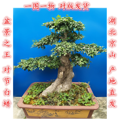 湖北京山对节白蜡老桩盆景树桩对接白蜡生桩造型熟桩绿植包邮