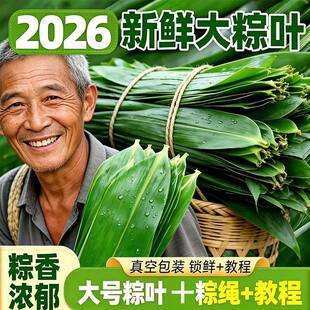 粽叶新鲜粽子叶大号粽子叶批发包粽子专用叶端午节商用箬竹宽叶子