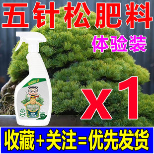 五针松专用肥黑松树盆景营养液罗汉松叶枯病药蓬莱松柏防针叶发黄