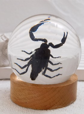 真实昆虫动物标本水晶球高颜卧室房间装饰摆件蝎子蜘蛛锹甲龟胡蜂