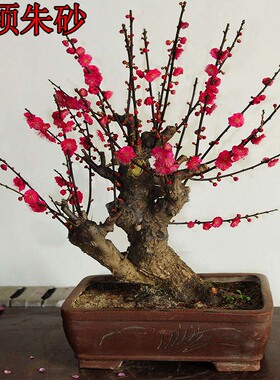 原生红须朱砂梅国旗红大红色红梅骨里红梅花绿梅乌羽玉南北方花卉