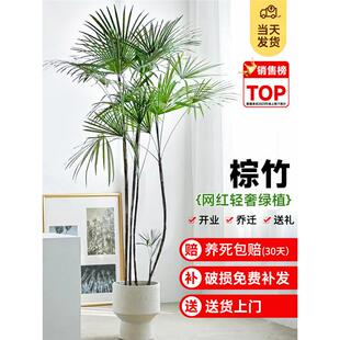 金山棕竹盆栽室内细叶植物大型绿植客厅小叶竹子吸收甲醛四季好养
