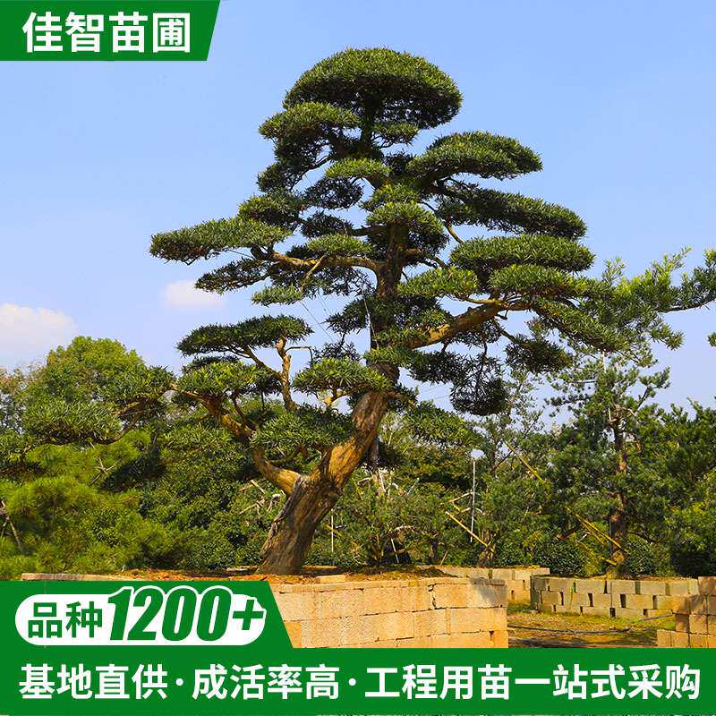 造型树桩景 黄金榆树黑松油松五针松金姬女贞 动物造型树行道绿化