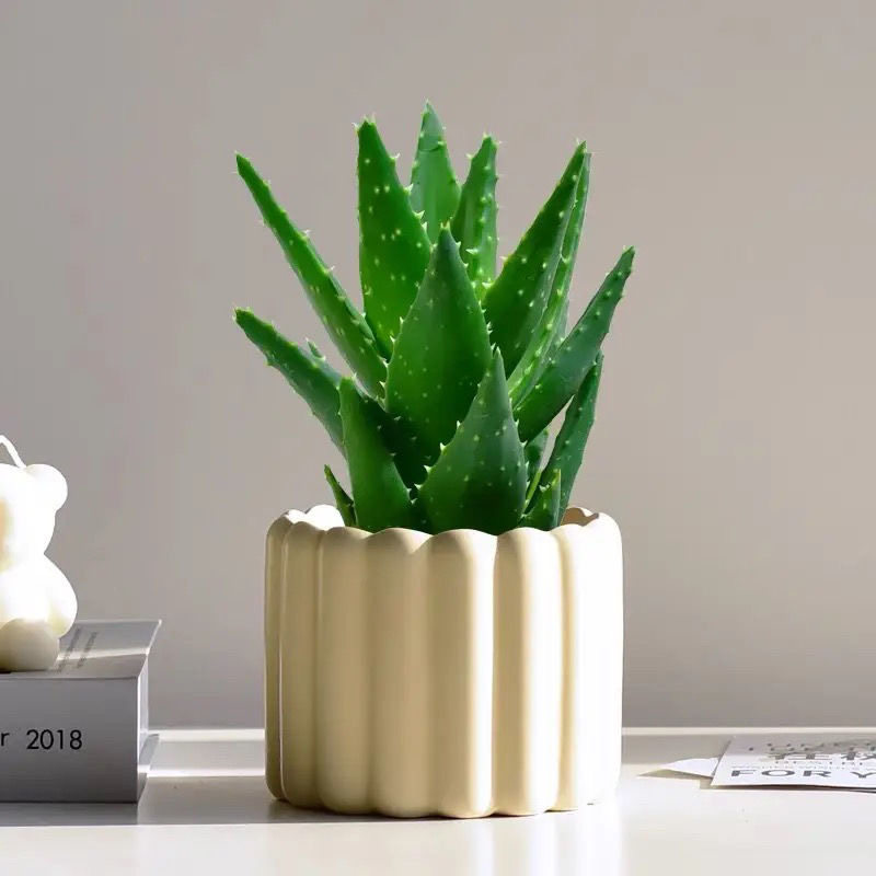 不夜城芦荟盆栽室内桌面摆放好养活耐旱绿植新手入门盆景网红多肉,鲜花速递/花卉仿真/绿植园艺,多肉植物,淘宝优惠券,粉丝福利购,淘宝优惠卷