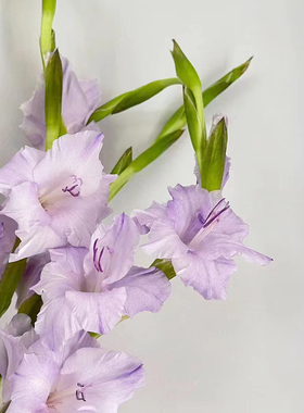 香芋紫色剑兰鲜花云南基地直发z室内水培新鲜插花鲜切花唐菖蒲花