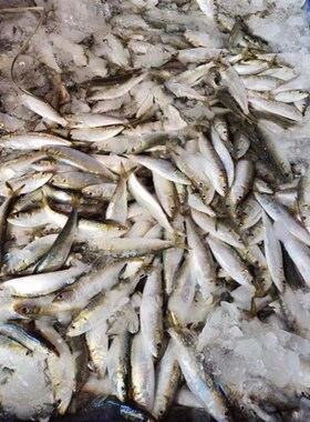 新鲜海鱼整条姑鱼饵温鱼钓饵沙丁鱼饵料石斑鱼黑雕饵钓鱼万能饵料