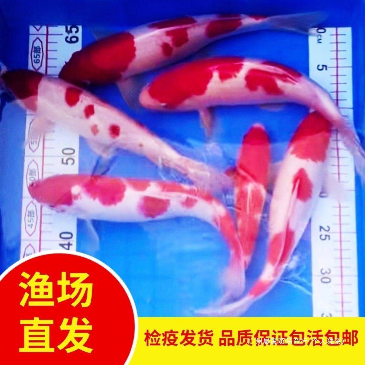 冷水观赏鱼种锦鲤观赏鱼锦鲤活鱼北方冷水鱼金鱼锦鲤鱼好养耐活