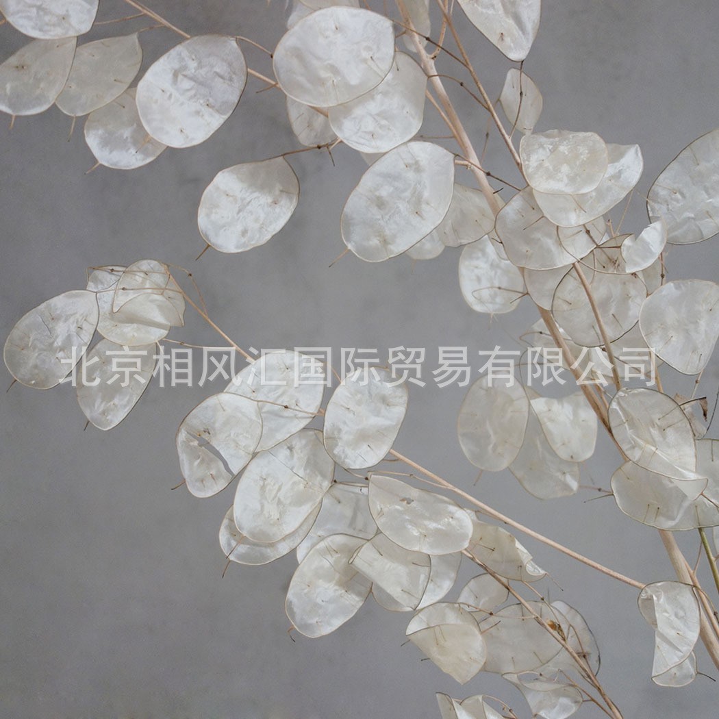 【银扇叶】进口干花银扇草银币叶金钱花大金币诚实花天然植物装饰