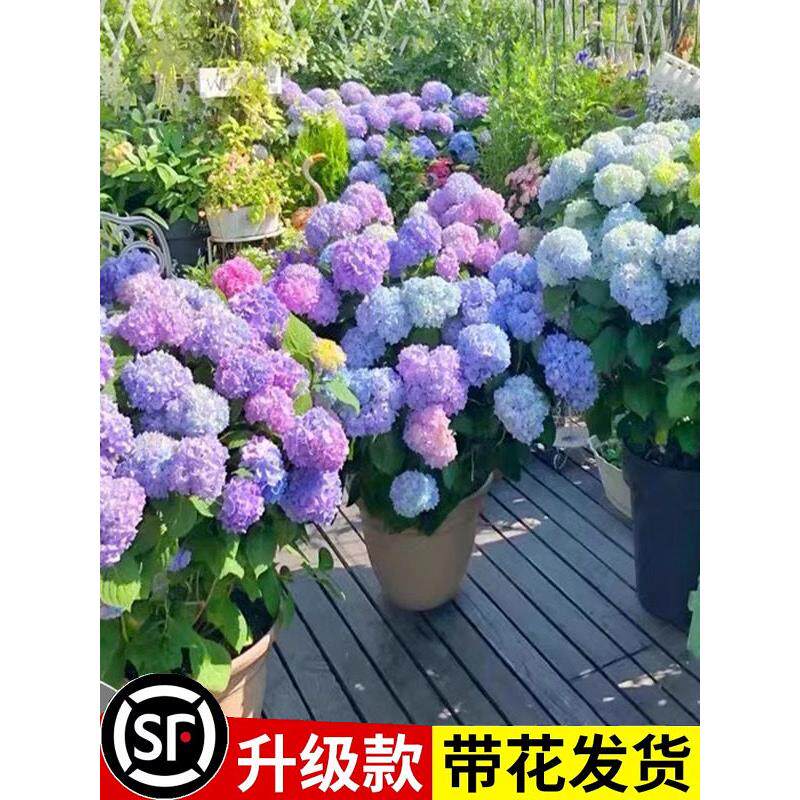 绣球花苗盆栽无尽夏带花鲜花卉庭院植物室内外耐寒耐冻耐晒开