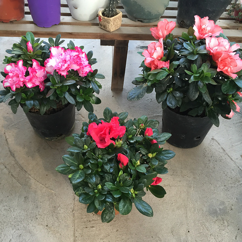三盆28杜鹃花植物n室内带花苞四季好养常年开花的盆栽花观花植物