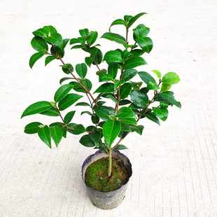 黛比山茶花树苗室内盆栽阳台花卉名贵品种庭院绿植重瓣型大花精选