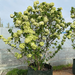 木本绣球树苗中华木绣球大花斗球室内外庭院盆栽地栽耐寒带花苞卉