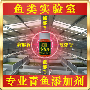 多青环小药 钓青鱼诱鱼小药 钓青鱼诱鱼聚鱼集鱼味型添加剂