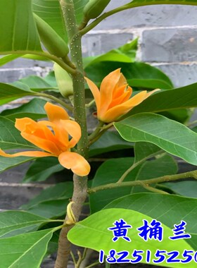 盆栽白兰花树苗黄桷兰花别墅庭院室内F大型花卉四季常青浓香风景