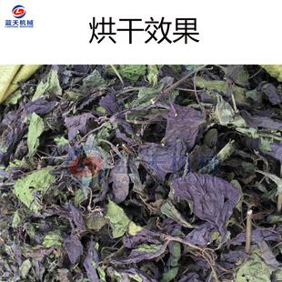 紫干苏烘机 桂苏叶叶烧物生颗粒脱水干BNX燥机 赤苏野生紫苏子烘
