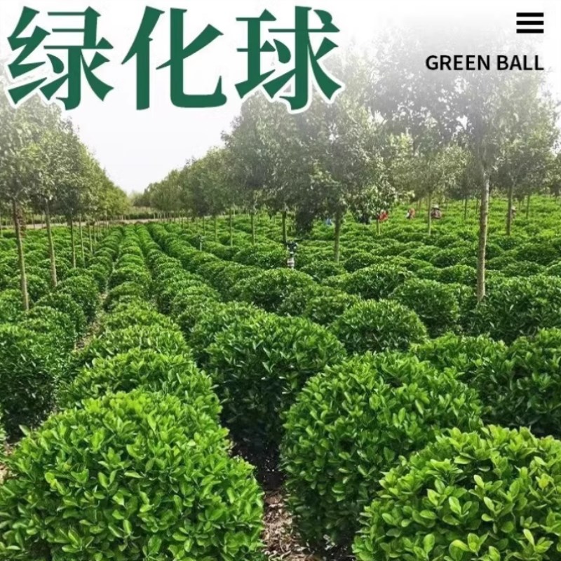 红叶石楠冬青金叶女贞球大小叶黄杨D球类工程园林庭院绿化瓜子黄