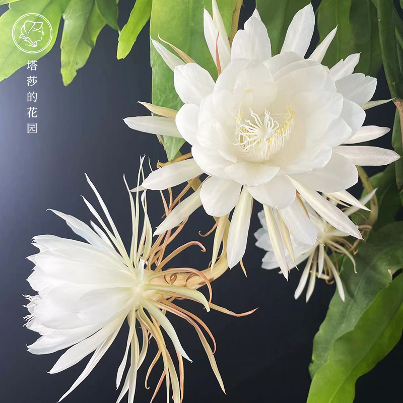 塔莎的花园 昙花多品种露台w室内网红观叶观花果多肉植物新手易养