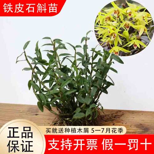 可食用铁皮石斛苗盆栽5一7月花季