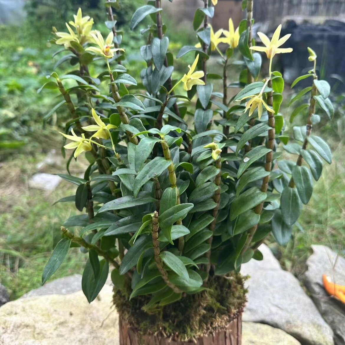 木桩石斛苗可食用5一7月花季