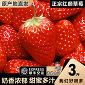新鲜现摘99草莓 长丰正宗奶油红颜草莓 当季 孕妇可食新鲜水果礼盒