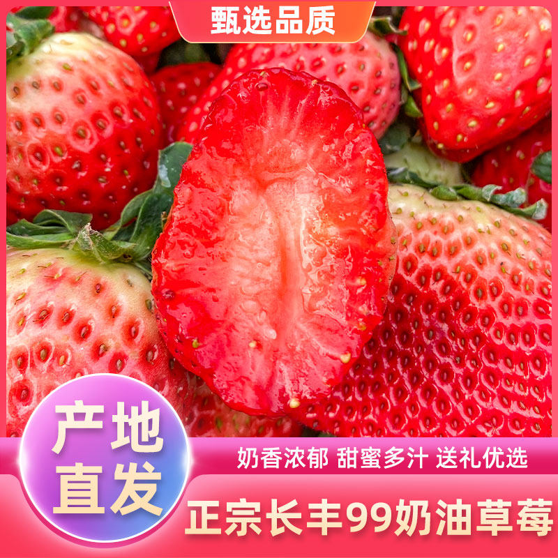 安徽长丰草莓多倍体红颜奶油草莓新鲜现摘孕妇九九牛奶草莓顺丰
