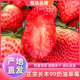 安徽长丰草莓多倍体红颜奶油草莓新鲜现摘孕妇九九牛奶草莓顺丰