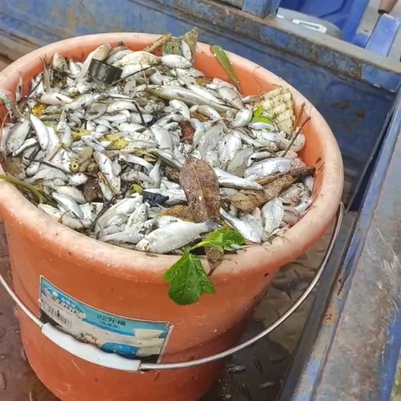 杀灭小罗非小鲫鱼小鲤鱼小白条小型鱼类通杀饵料需要用药