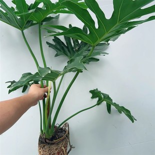 龙麟春羽观叶大型盆栽绿植水培办公室内好养绿植R观叶净化空气甲