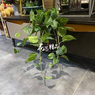 仿真绿萝藤蔓常春藤壁挂藤条室内外墙上装 束 饰爬藤垂挂绢花单只