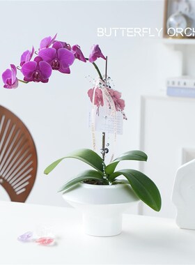 精品蝴蝶兰花盆栽带花苞室内x客厅桌面植物花卉紫色年宵花好养绿