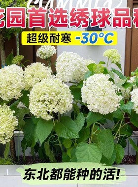 无敌贝拉安娜绣球粉m白色乔木圆锥绣球大苗石灰灯庭院阳台盆栽花