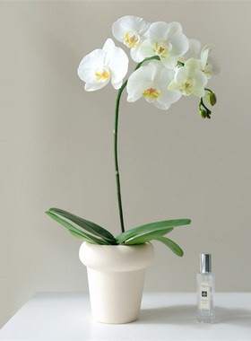 小森林 高品质白色蝴蝶兰诺丁汉B室内绿植盆栽花卉桌面装饰兰花