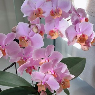 图尔坎蝴蝶兰花苗带花剑稀有绿C植盆栽基地直发包对版四季开花