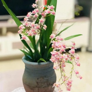 超大盆光宗粉梦香兰,特香