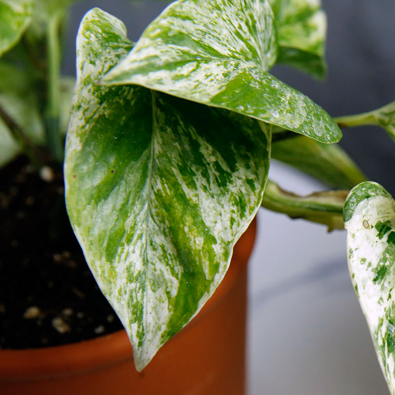 包邮新款大理石皇后办公桌大理石女皇 快乐叶子油画绿萝绿植盆栽