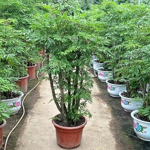 福禄桐盆栽羽叶金钱兜客厅四季常青大型老桩绿植盆景招财乔迁植物