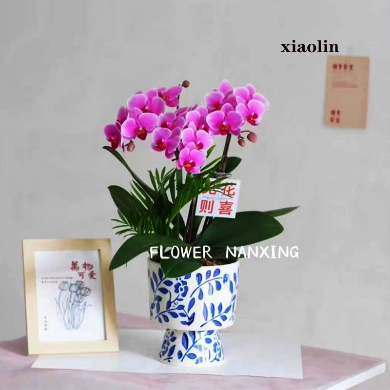 中国风手绘艺术陶瓷花盆古典泼墨简约创意个性青花瓷蝴蝶兰大花盆