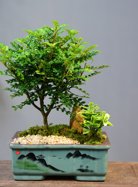 清香胡椒木盆栽室内办公室桌面中式植物装饰摆件绿植苔藓景观盆景